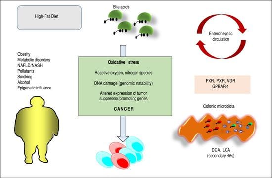 Research Progress of Bile Acids in Cancer